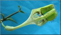 Ceropegia sandersonii hybride